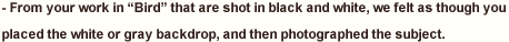 - From your work in “Bird” that are shot in black and white, we felt as though you placed the white or gray backdrop, and then photographed the subject. 